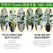 없음 [반값화분] 개업축하대형극락조(여인초) NASA공기정화식물 새집증후군새건물병증후군가정집거실사무실DP전용개업축하입주축하, 백자원통(도기)