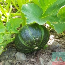 미니밤호박_5kg_꼬마(250g내외)_단호박_제주도_밤호박 49E3, 상세페이지 참조