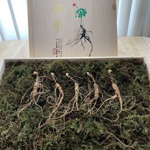 아리랑산양산삼 7년근 5뿌리 산삼 산양산삼 산양삼 설선물 부모님선물 건강증진 원기회복 자체재배관리 직접채심발송