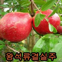 왕석류나무 4-5년 결실주 /꽃나무/나무 묘목