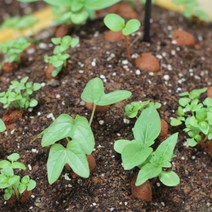 함께 흙과 빚은 씨앗 2봉 반려식물키우기 도매 모종 종자 판촉물 파는곳 판매 채소 쇼핑몰 구입 okyko111*6984400LI, 본상품선택