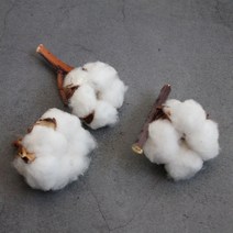 목화열매 드라이플라워 소량판매/3송이 겨울 데코 소품, 01. 목화열매(3송이)