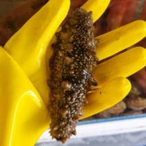 가미찬 거제도 제철해산물 해녀채취 산지직송 자연산 활 해삼, 1KG