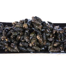 동강청정원 국내산 자연산 생다슬기 가장 큰 사이즈, 1세트, 5kg