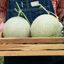 영화청과 특급 멜론 8kg 가격 허니듀 칸탈로프 머스크, 쿠팡 1, 쿠팡 본상품선택