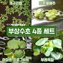 둥둥 수조 위 뜨는 부상 수초 키우기 4종 세트(SET10), 단품