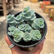 꿩의비름 불로초 월동 용인수다육