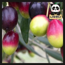 (나무판다) 올리브 나무 묘목 삽목2년 10cm 포트 12종 시리즈, 10. 레치노