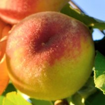 [충북농원] 그린황도 황도 복숭아 나무 묘목 - 접목1년생상묘, 단품