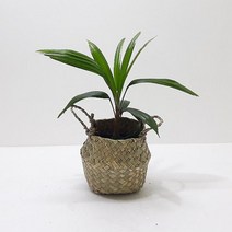 러브코리아 관음죽(소) 해초바구니 집에서키우기쉬운식물, 단품