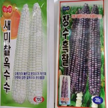2023년 찰옥수수 씨앗 흑찰옥수수 씨앗, 새미찰옥수수150립