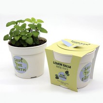 꽃집사 레몬밤 키우기 세트, 상세페이지 참조