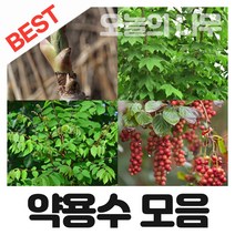 합리적 가격의 우수한 약용수나무묘목 종합(참두릅 구지뽕 엄나무 복분자 헛개등등), 07.참두릅나무묘목 상묘