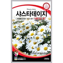 샤스타 데이지 씨앗 계란꽃 마가렛 꽃씨앗, 맨드라미