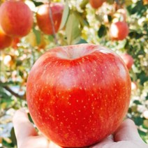 포천사과 한탄강사과 썬애플 홍로 10kg 30-34과 운악산사과 주상절리사과 프리미엄