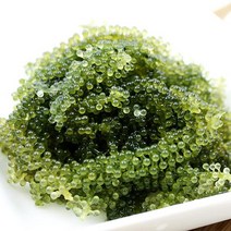 골든킹 프리미엄 바다포도 우미부도 SEA GRAPES 100g ASMR, 1팩