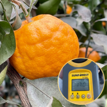 [합리적쇼핑] 제주 설국향 신비향 수라향 아스미 아스키 이영자 귤, 설국향 정품 5kg 내외 (20~30과), 1개