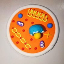 학생 과학수업 표본 진핵 세포 구조 모델 모형 학습 교구, 동물 세포의 차동 스타일