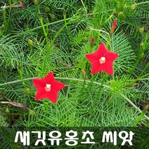 [해피플라워] 새깃유홍초 씨앗 30립 / 봄 파종 덩굴식물 꽃씨