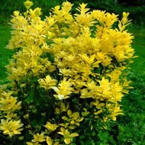 황금사철나무 10cm화분묘 (묘목 3개묶음) 노지월동다년초 관상수 정원수 [꽃심야생화]