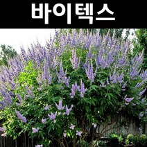 좀목형(바이텍스) 쇼얼크릭 포트 3개/나무 묘목/꽃나무/조경용