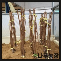 (나무농장) 한정판매 특가할인 ( 2주묶음 ) 감나무 차량단감 접목1년 묘목
