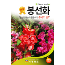봉선화 씨앗 100립 / 꽃씨 키우기 화단가꾸기