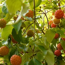 [모든원예조경] 산딸나무 묘목 (2년생) 특묘 산딸묘목