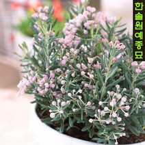 각시석남 안드로메다 애기진달래 블루라군 콤팩타, 1. 블루 라군 C2 포트