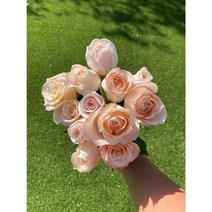 꼰노리 장미꽃 생화 화훼농가돕기 꽃배달싼곳 농장직배송 정기구독 장미꽃다발 로즈데이, 10송이
