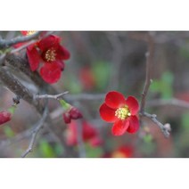 묘목 명자나무 /명자 H0.6(60cm)/5주 N0319, 1개