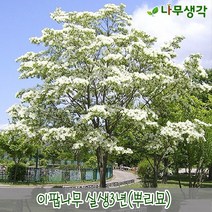 착한가격나무생각 이팝나무 실생3년 뿌리묘 10주묶음
