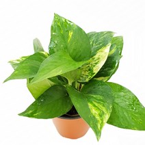 도도팜 밥좋은 스킨답서스 토분스킨답서스 화분스킨답서스 수경식물 스킨식물 미세먼지제거식물 공기정화식물, 01. 스킨답서스35 1개, 1개