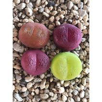 [수암다육] 마우가니 아르메니아쿰 랜덤발송 세트 Conophytum maughanii ssp. armeniacum 다육 다육이 다육식물 수암다육 Succulent 반려식물 국민다육, 4개 세트