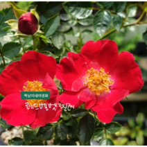 레드벨벳찔레 [3포트] 소품 (복남이네 야생화 모종 찔레 장미), 3개