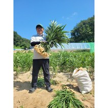 23년 국내산 세척 생강 1kg 영주 봉화 생강, 세척생강, 1개