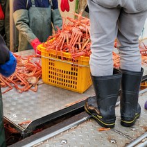 [JJ에 포항 홍게] 포항 구룡포 연지 자숙홍게 일반용, 연지자숙홍게1kg(3~4미)