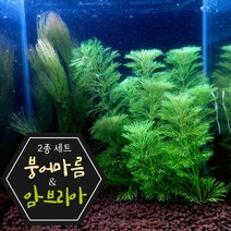[미초] 완전 키우기 쉬운 붕어마름&암브리아 세트 / 초보자용 수초 / 수초 세트 / 구피 수초