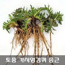 [해피플라워] 토종 가시엉겅퀴 종근(뿌리) 모종 5개