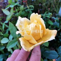 [모든원예조경] 고급정원장미나무 (골든하트) 사계땅장미묘목