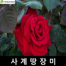 사계장미 사계장미나무묘목 꽃나무 조경수, 1개