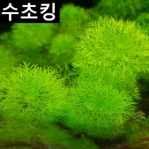 포인트수초 자이언트 암브리아 3촉 오천원