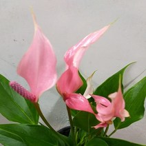 행복한꽃순이 카라안시리움(연핑크)
