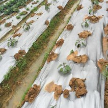 5M 멀치 0.012mm 두꺼운 필름 PE 실버 블랙 플라스틱 멀치 가든 그라운드 커버 필름 서리 보호 따뜻한 잡초 방제 유지, 2M 폭