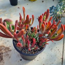 [수암다육] 호빗당인 랜덤발송 Kalanchoe Luciae Oricula 다육 다육이 다육식물 Succulent 반려식물 국민다육 선인장 미니선인장