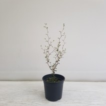 온누리농원 마오리소포라, 1개