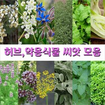 허브 약용식물 씨앗 모음, 33. 펜넬 프로렌스  0.2g