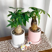 [1+1 SET] 이국적인 분위기 반려식물 키우기쉬운 공기정화식물 파키라 도자기, 목대 셋+셋, 도자기 블랙+블랙, 받침 2개
