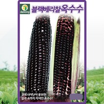 블랙베리 찰옥수수 씨앗 옥수수 씨 종자 70립