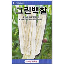 강원도 찰옥수수 미백 대학찰 그린백찰 옥수수 씨앗 씨 종자, 찰옥4호